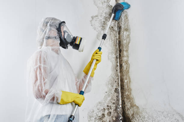 Best Black Mold Removal  in Dupo, IL