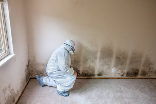 Best Attic Mold Removal  in Dupo, IL