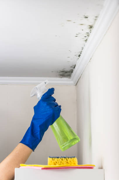 Best Emergency Mold Removal  in Dupo, IL